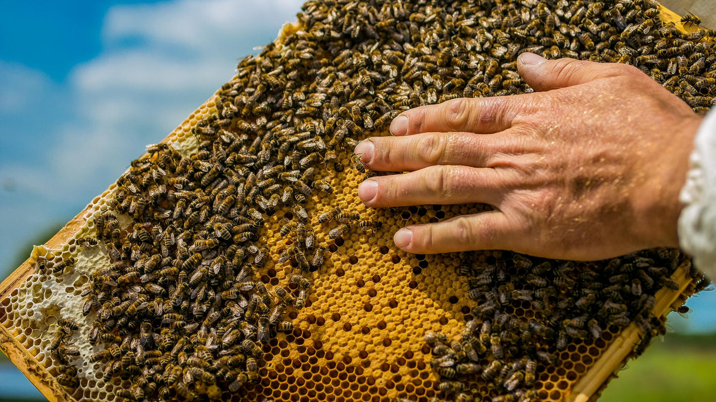 Bienenableger 5 Waben selbst erstellen unter Betreuung
