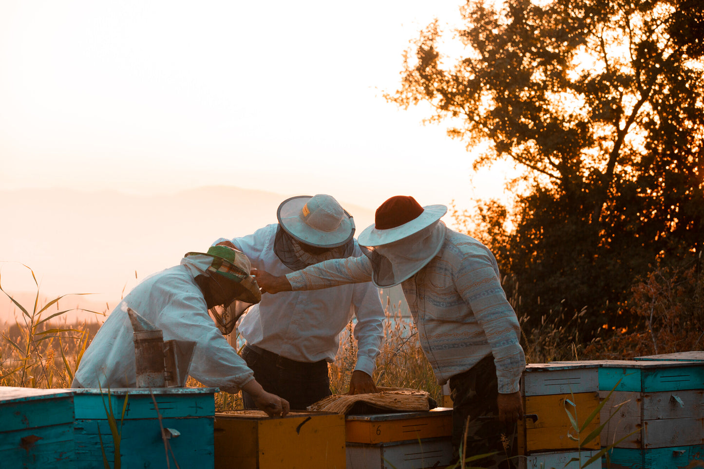 Gemeinsam durch das Bienenjahr inkl. selbst erstellten Jungvolk - Vorreservierung 2025