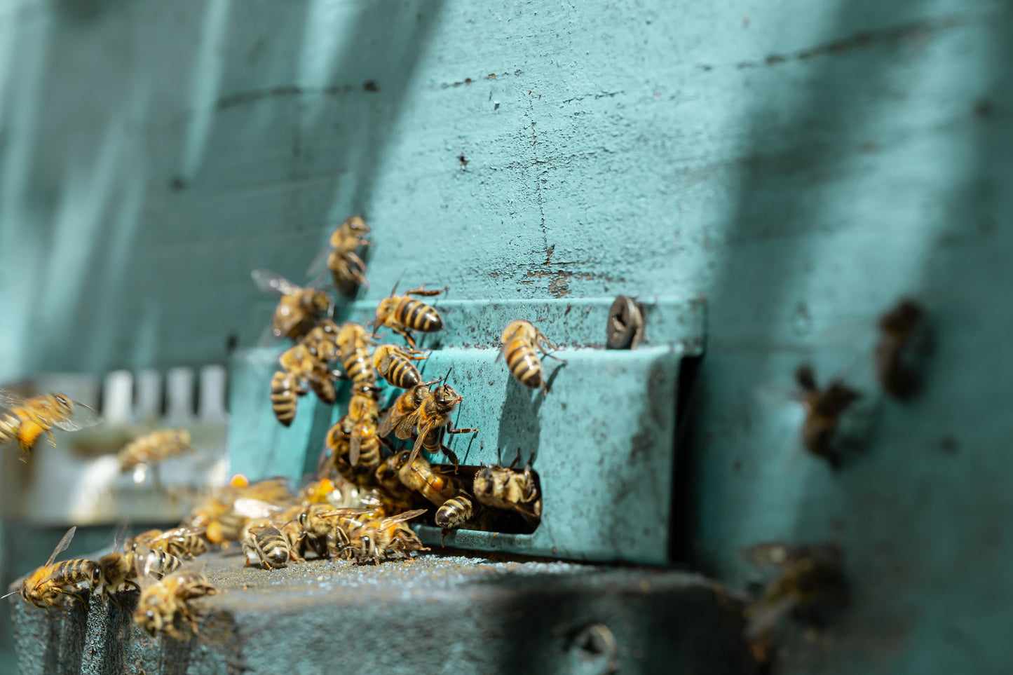 Gemeinsam durch das Bienenjahr inkl. selbst erstellten Jungvolk - Vorreservierung 2025