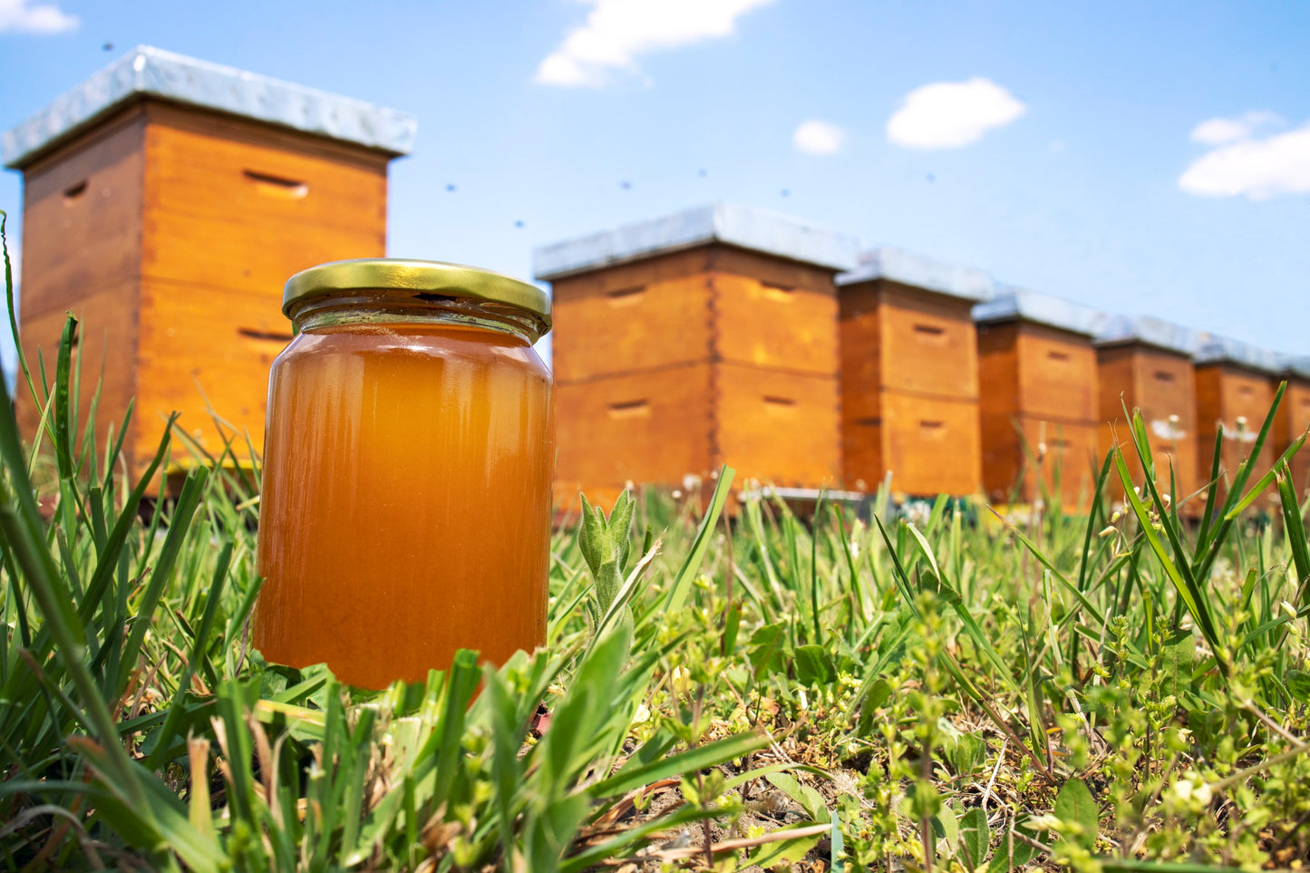 Gemeinsam durch das Bienenjahr inkl. selbst erstellten Jungvolk - Vorreservierung 2025