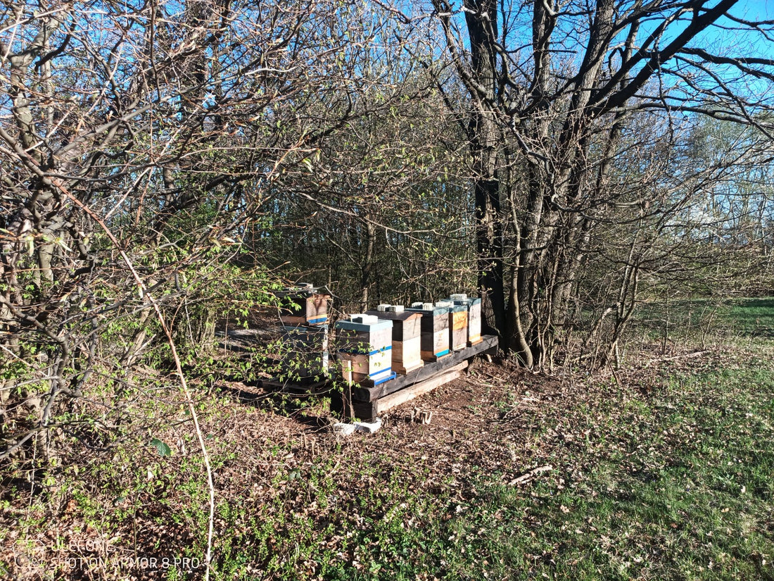 Der Perfekte Standort für die Bienen