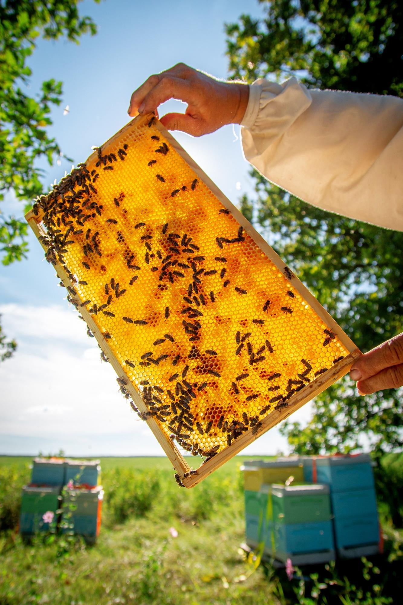 Vorreservierung 2025 - Bienenvolk, Jungvolk, 1 jährig überwintert, Carnica, Zander