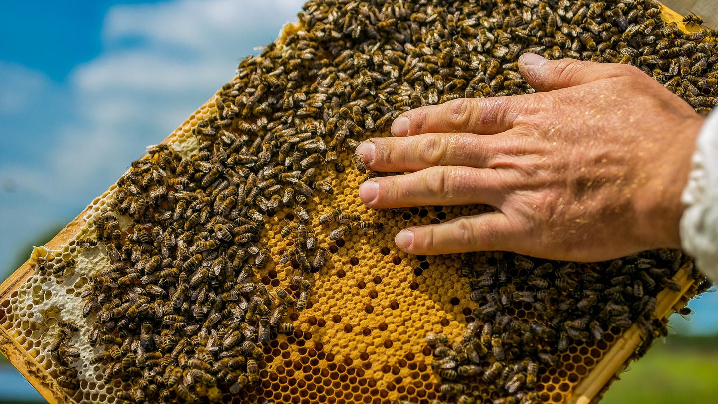 Vorreservierung 2025 - Bienenvolk, Jungvolk, 1 jährig überwintert, Carnica, Zander