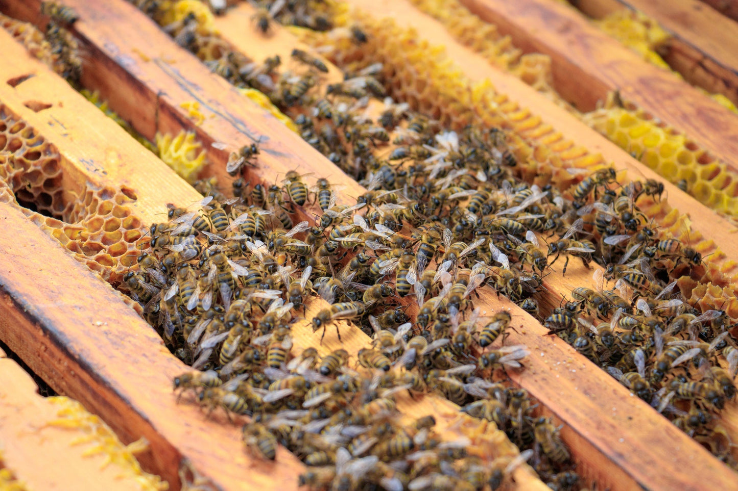 Vorreservierung 2025 - Bienenvolk, Jungvolk, 1 jährig überwintert, Carnica, Zander