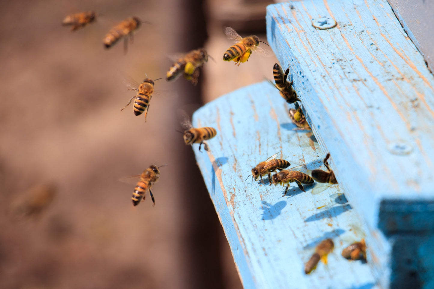 Vorreservierung 2025 - Bienenvolk, Jungvolk, 1 jährig überwintert, Carnica, Zander