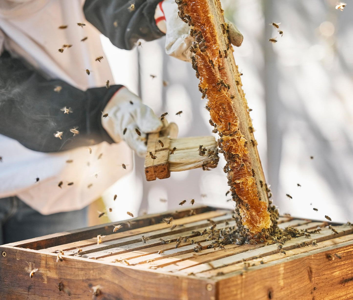 Gemeinsam durch das Bienenjahr inkl. selbst erstellten Jungvolk - Vorreservierung 2025